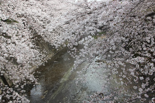 桜１－４.JPG
