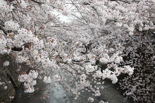 桜１－５.JPG