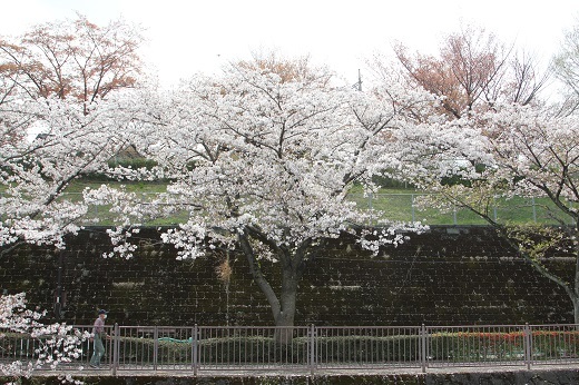 桜１－８.JPG