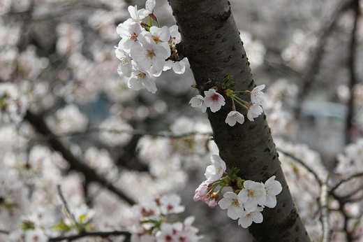 桜３－１.JPG