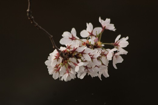 桜３－８.JPG